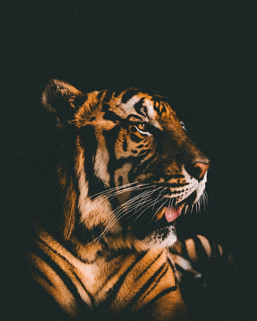 Animals, Muzzle, Dark Background, Predator, Sight, Opinion, Tiger HD phone wallpaper