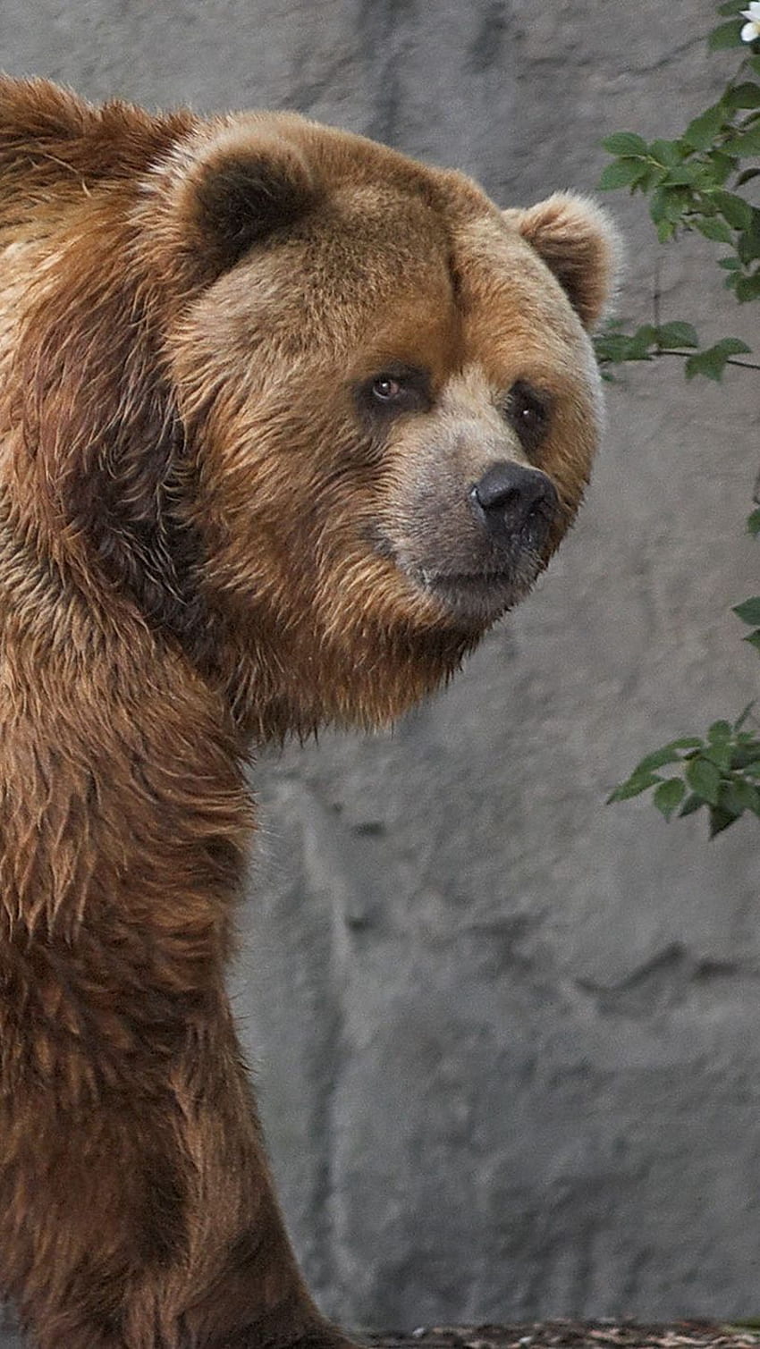 Kodiak, oso, marrón, grueso, caminar Iphone Se 5s 5c 5 para de paralaje fondo de pantalla del teléfono