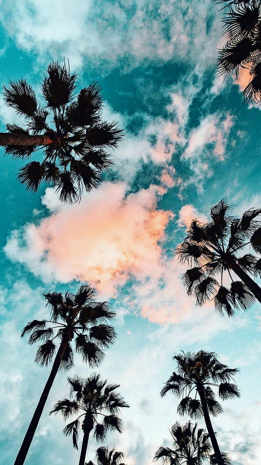 Aesthetic Palm Tree - Awesome, Cool Palm Tree HD phone wallpaper
