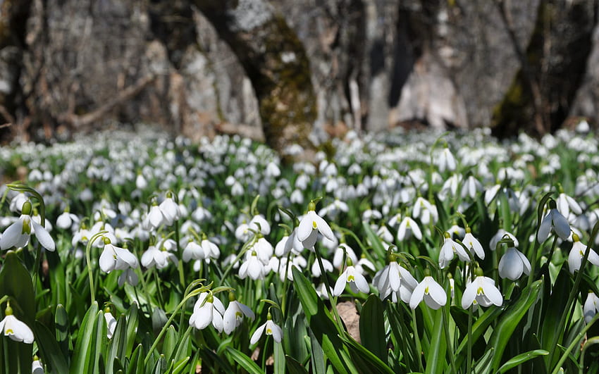 Spring, Nature, Flowers, Snowdrops, Plant HD wallpaper