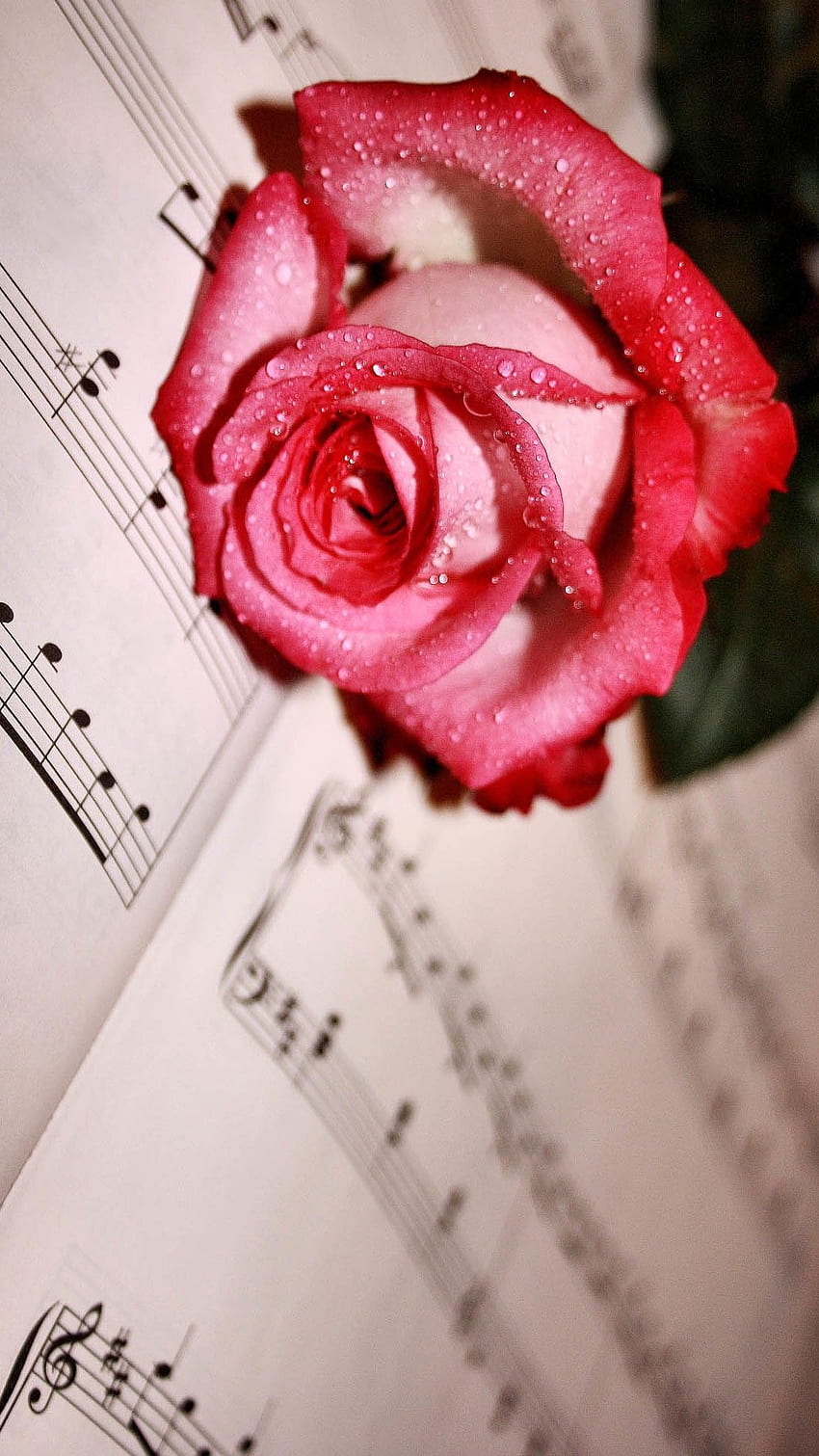 Dew Red Rose Lying Music Score iPhone 8, Red Roses HD phone wallpaper