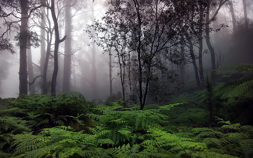 Las deszczowy, las chmur Tapeta HD