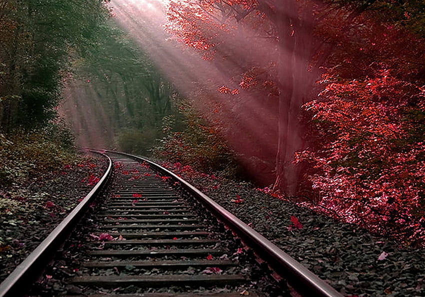 รถไฟในฤดูใบไม้ร่วง ต้นไม้ ราง ใบไม้ แสงแดด วอลล์เปเปอร์ HD