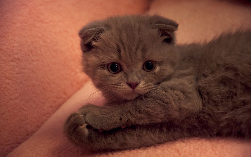 Kitten, animal, fold, cute, cat, paw HD wallpaper
