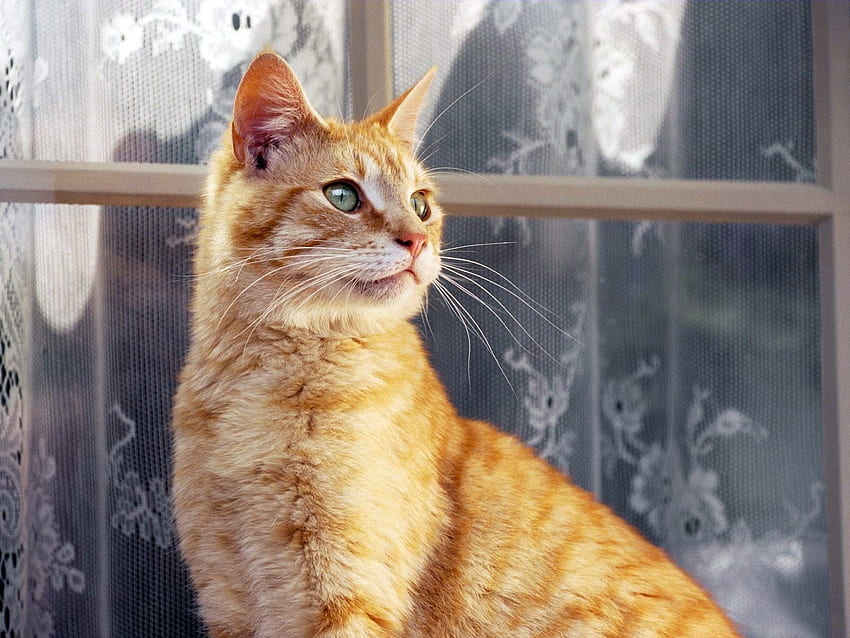Animals, Cat, Striped, Window, Window Sill, Windowsill, Curtains HD wallpaper