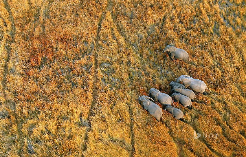 grass, Africa, elephants, Botswana, the Okavango Delta for , section природа HD wallpaper