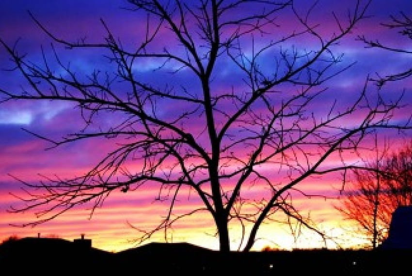 Magiczne niebo, kolorowe niebo, sylwetka drzewa, wieczór, zachód słońca Tapeta HD