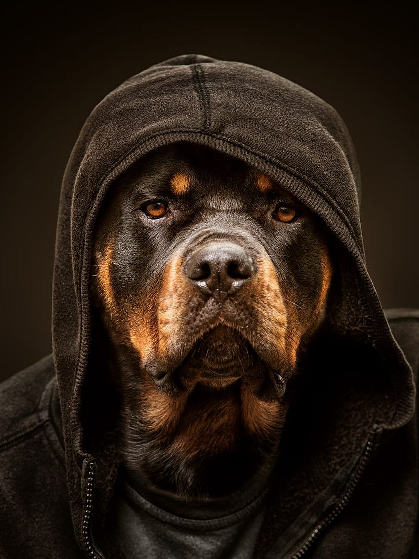 rottweiler angry wallpaper
