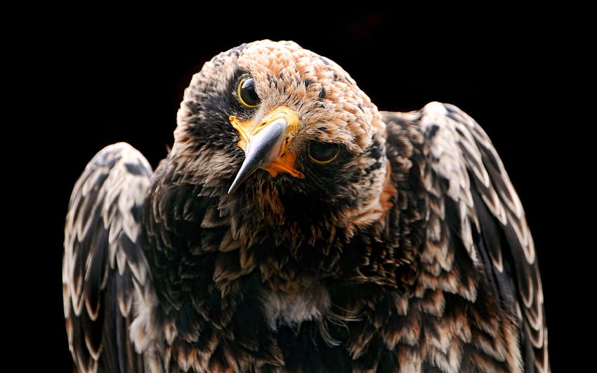 Tiere, Vogel, Raubtier, Kopf, Falke, Neugier HD-Hintergrundbild