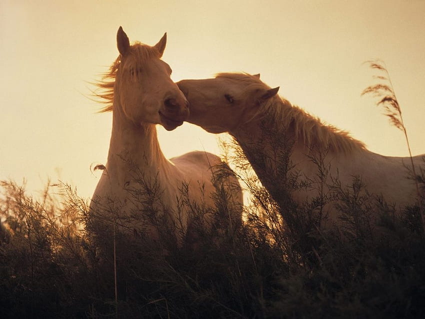 Nuzzling White Horses, twilight, horses, nuzzling, light orange, vegetation HD wallpaper