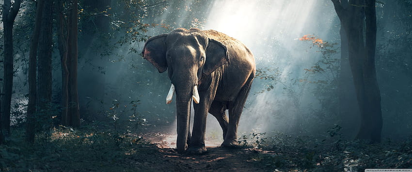 Dzika przyroda słonia Ultra, zwierzę 3440x1440 Tapeta HD