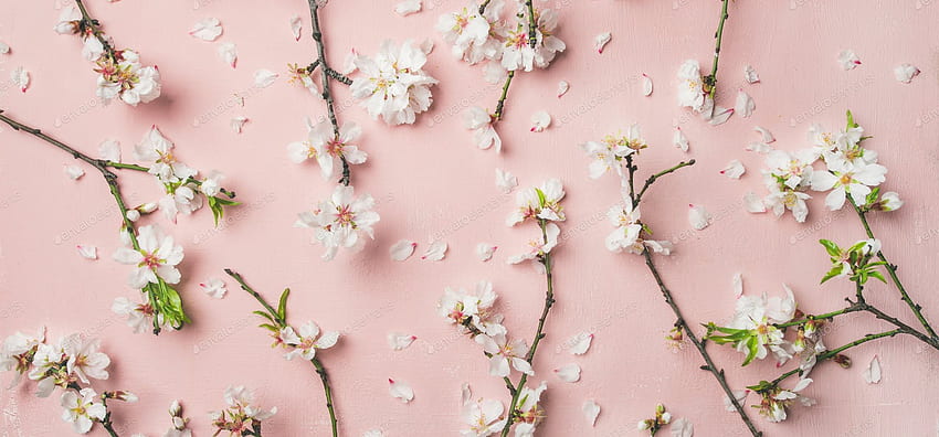 明るいピンクの背景に春のアーモンドの花の花、Envato Elements の sonyakamoz による幅広い構成、明るいピンクの花 高画質の壁紙