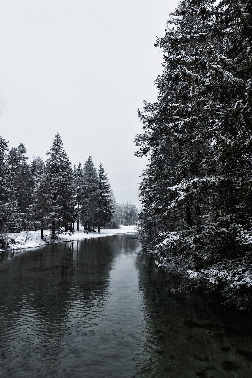 Winter, Nature, Rivers, Trees, Snow HD phone wallpaper