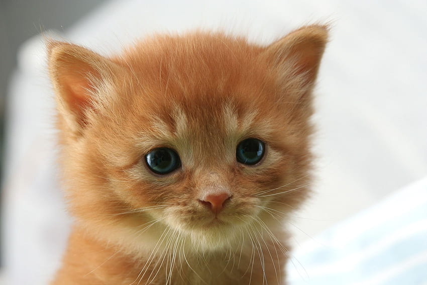 Cute Baby Cat For You - Orange Kitten Brown Eyes - -, Baby Cats HD ...