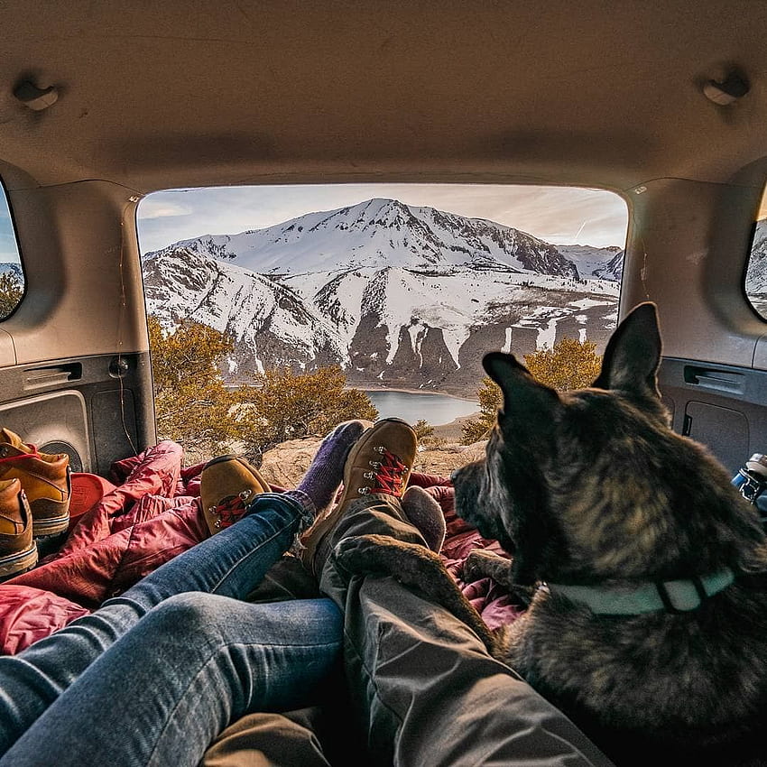 Pets of Instagram Who Travel Better Than We Do - Condé, Van Life HD phone wallpaper