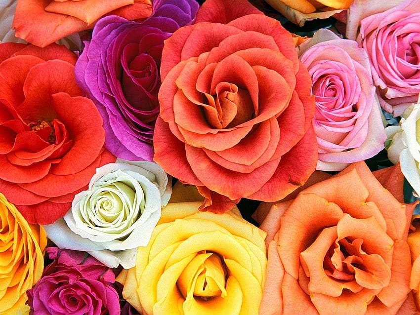 17 Rose Color Meanings To Help You Choose The Perfect, 56% OFF