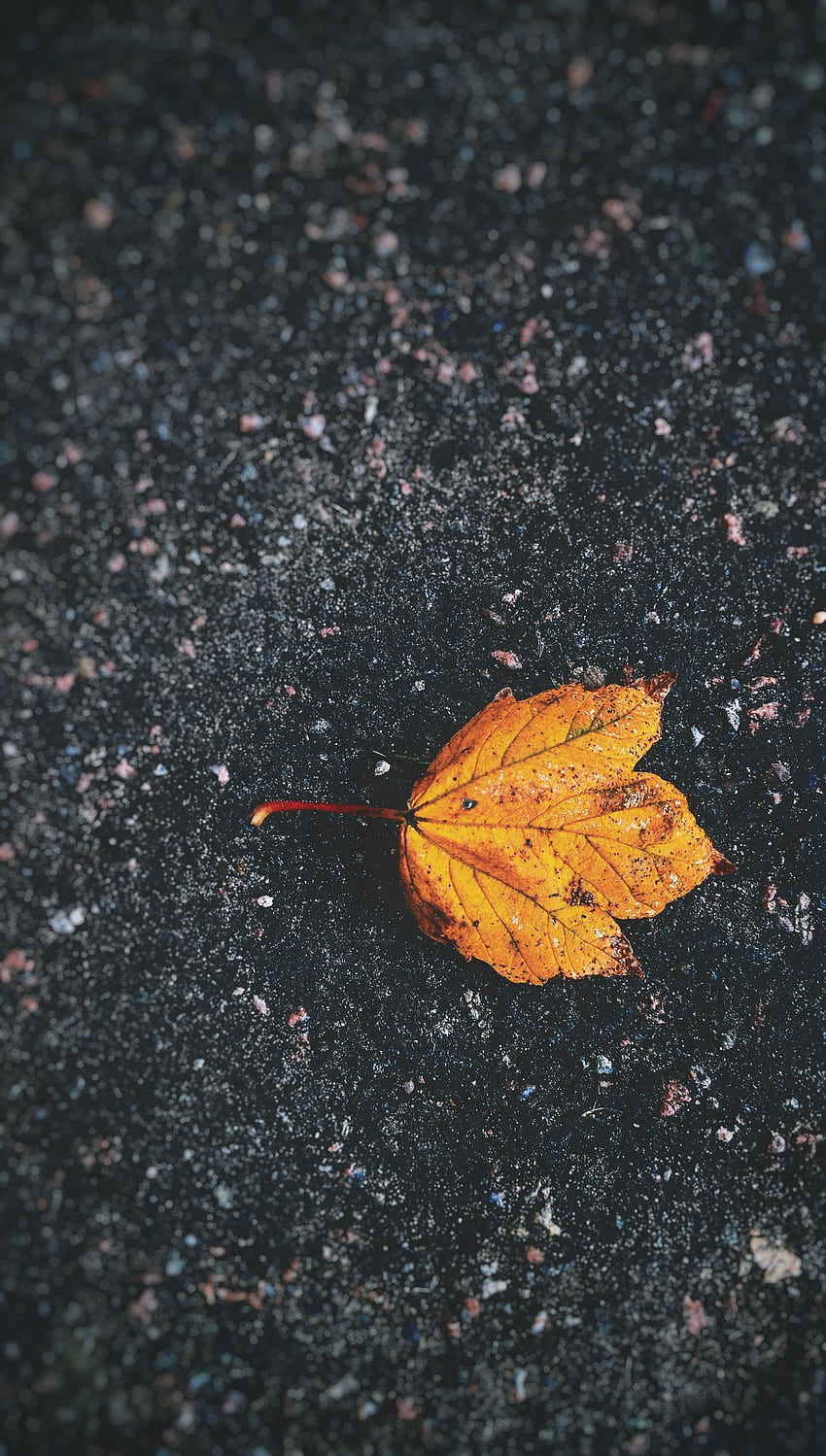 Autumn, Macro, Asphalt, Close-Up, Sheet, Leaf, Dry, Fallen HD phone wallpaper