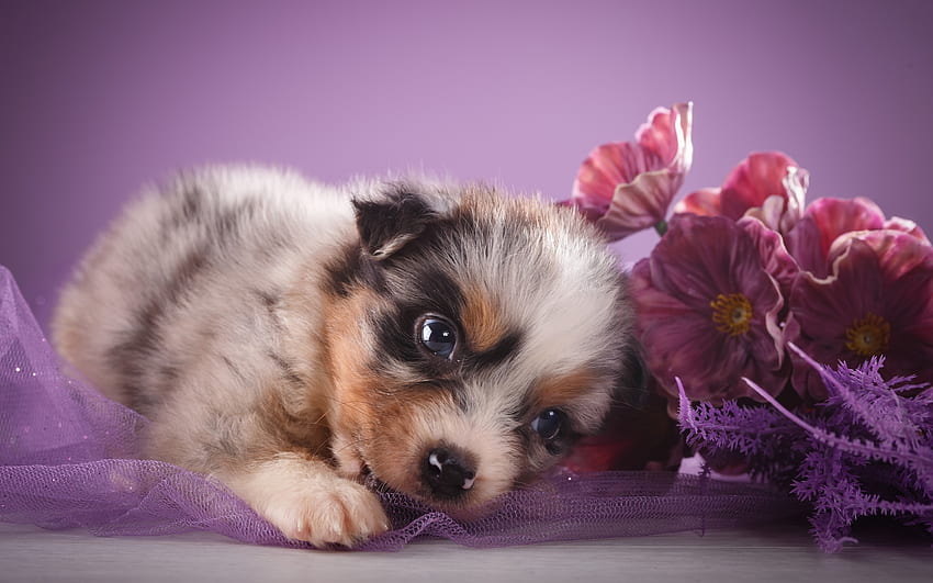 Szczeniak, pies, słodki, zwierzęcy, uroczy, różowy, kwiat, łapa, kain Tapeta HD