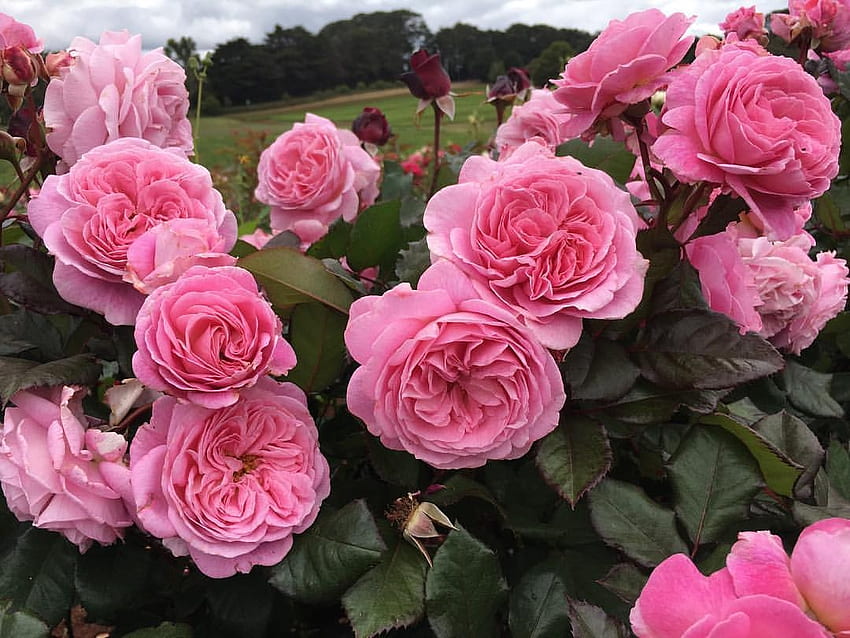 Bündel rosa Rosen, Rosa, Rosen, Natur, Blumen, Bündel HD-Hintergrundbild