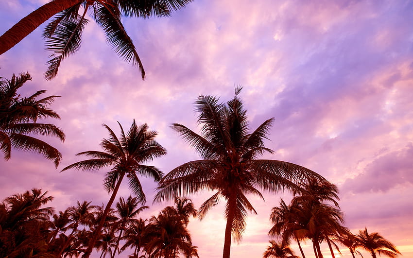 Palm trees, blue, summer, palm tree, pink, sky, silhouette, vara HD wallpaper