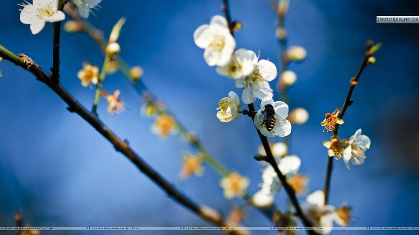 흰 꽃에 꿀벌 HD 월페이퍼