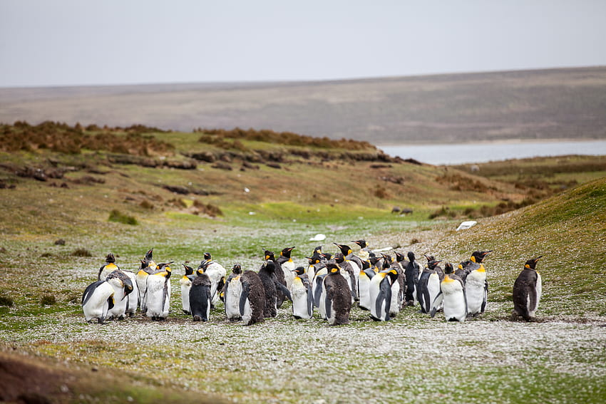Tiere, Pinguine, Gras, Ufer, Ufer, Herde HD-Hintergrundbild