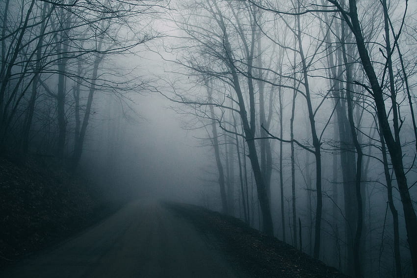 Natura, drzewa, ciemność, droga, mgła, ponury Tapeta HD
