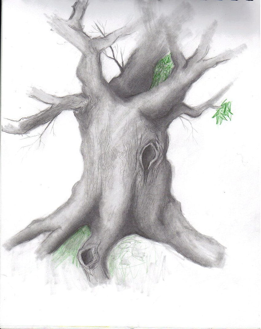 Basic Sketch and Shade A Tree With Pencil  Pencil Art  PaintingTube