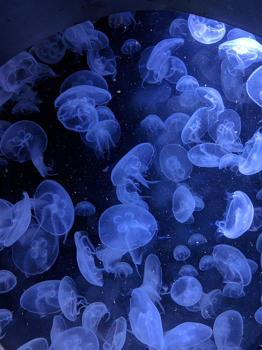 Medusas, bajo el agua, azul, mundo acuático. fondo de pantalla del teléfono