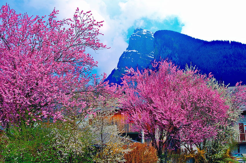 Силата на пролетта, синьо, цветно, мощност, къща, пейзаж, популярни, цветове, сезони, пролет, планина, фон, розово, облаци, дървета, природа, небе HD тапет