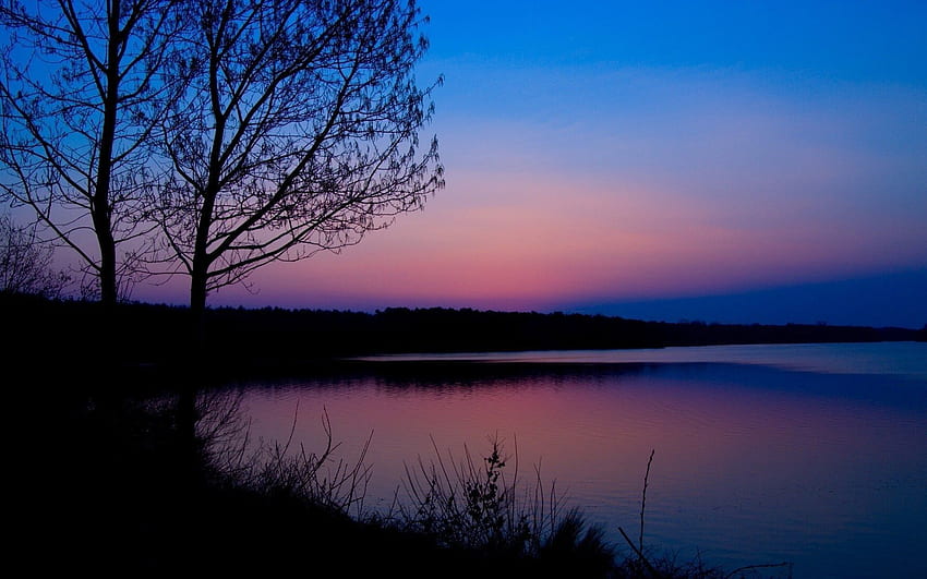 새벽 블루 핑크 숲 강, 블루와 핑크 풍경 HD 월페이퍼