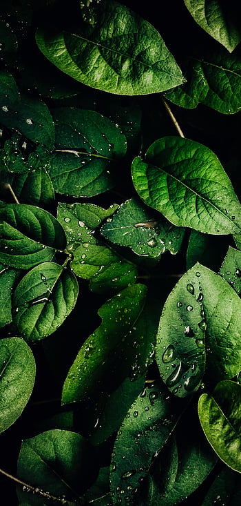 Green leaves, macro, veins HD wallpaper | Pxfuel