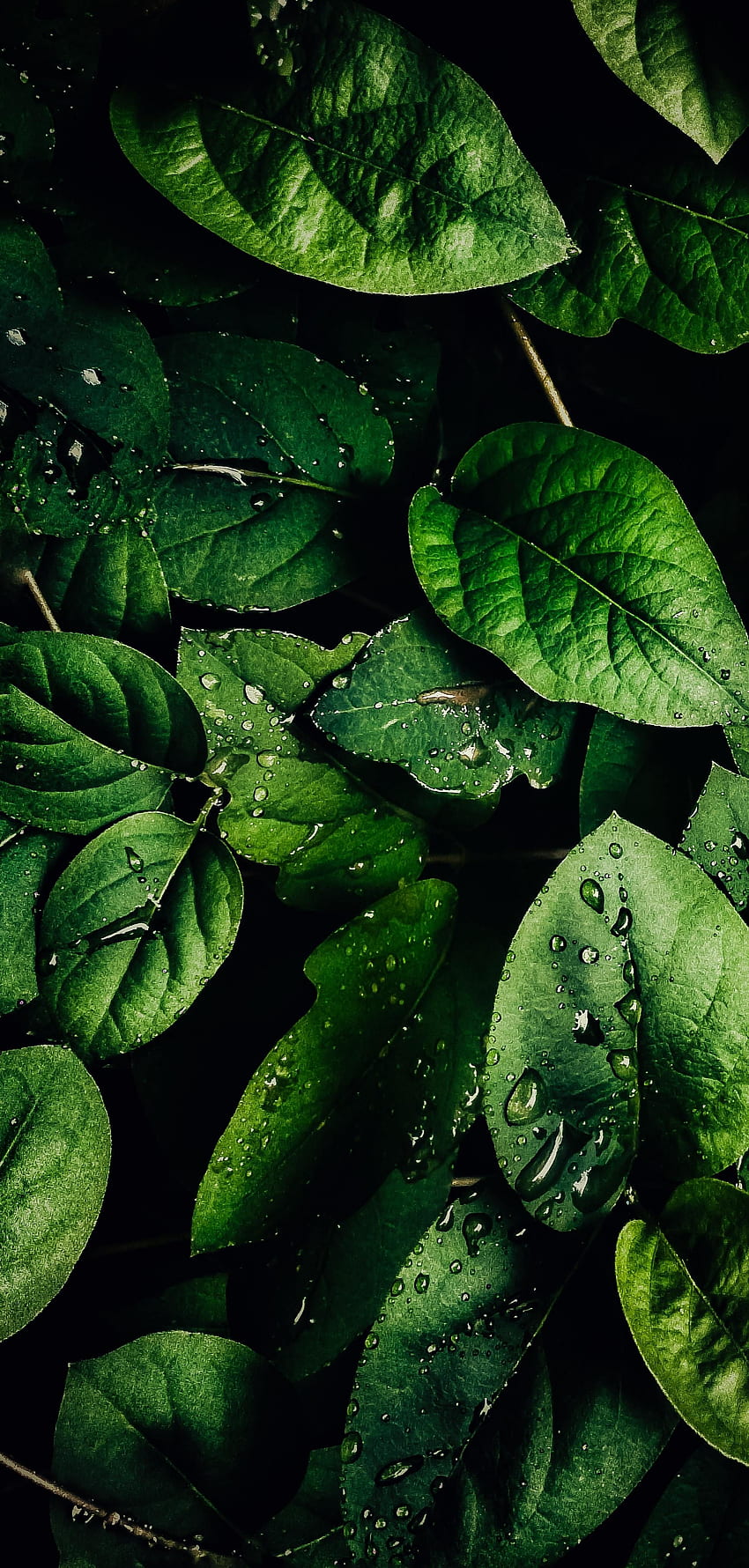 Water, Leaves, Drops, Macro, Veins HD phone wallpaper