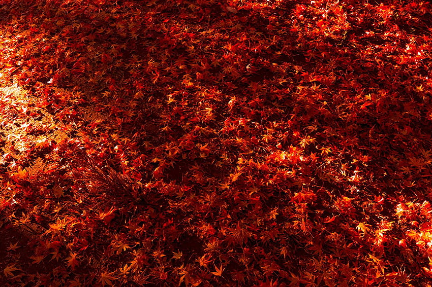 Leaf acer Red Nature Autumn Many HD wallpaper