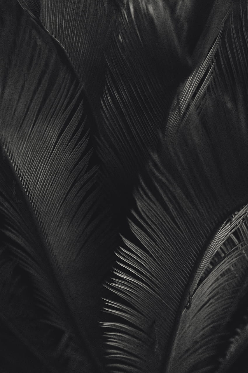 Leaves, Texture, Textures, Palm, Bw, Chb HD phone wallpaper