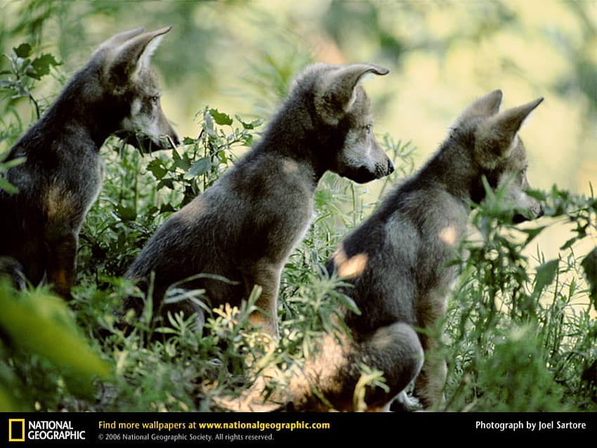 Les 3 petits loups, noirs, chiots, mignons, trois, woves Fond d'écran HD