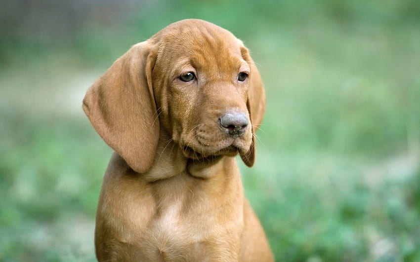 สัตว์ สุนัข ปากกระบอกปืน ความโศกเศร้า ลูกสุนัข หู ความเศร้าโศก ต่างหู วอลล์เปเปอร์ HD