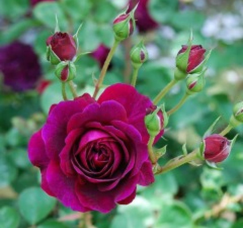 Purple Rose and Buds, rose, purple, buds, nature, flowers HD wallpaper