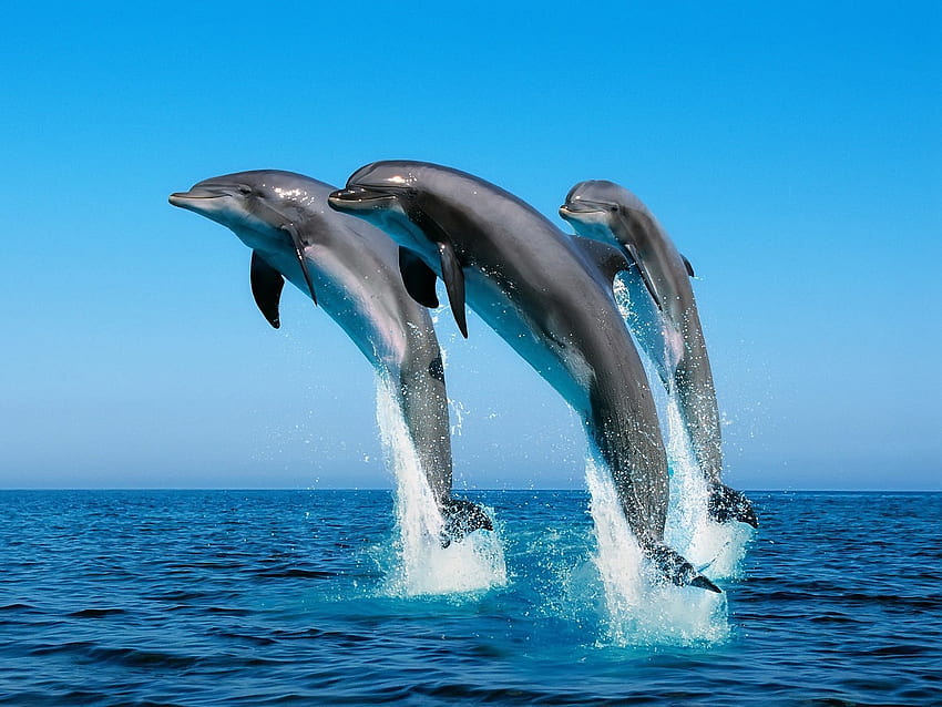 Zwierzęta, woda, delfiny, morze Tapeta HD