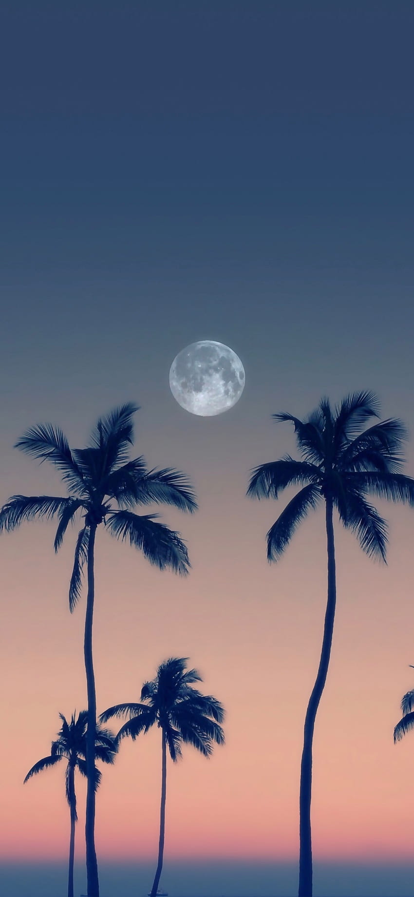 iPhone . Sky, Moon, Blue, Tree, Nature, Palm tree HD phone wallpaper