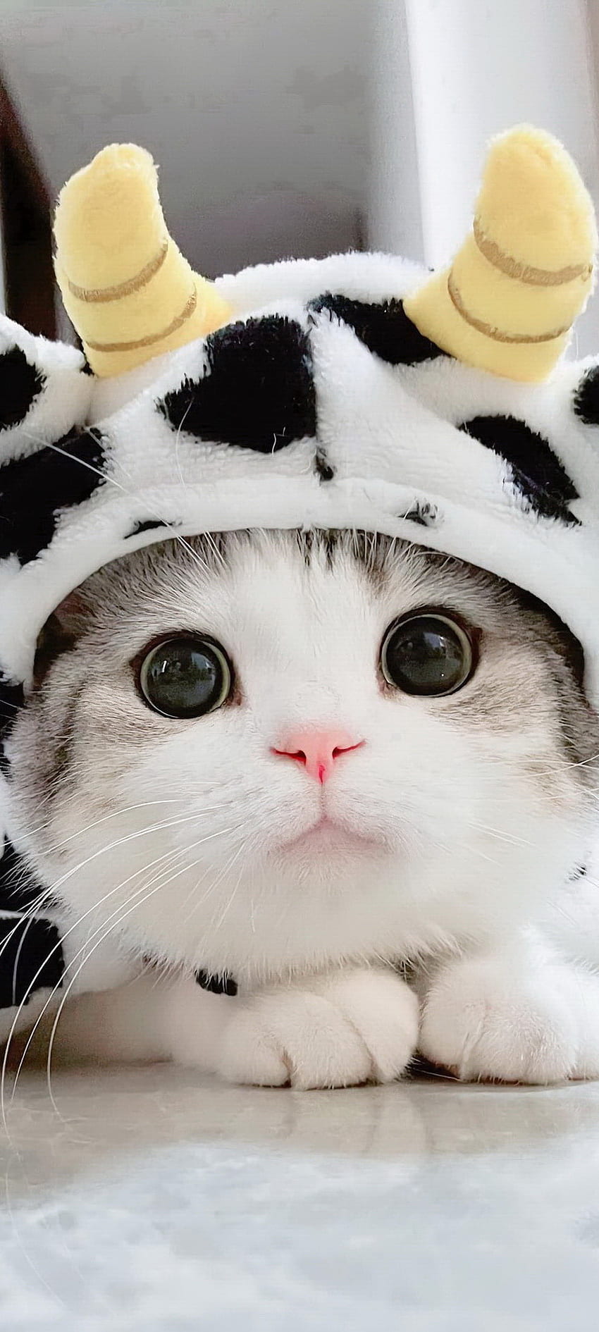 かわいい猫、目、鼻 HD電話の壁紙