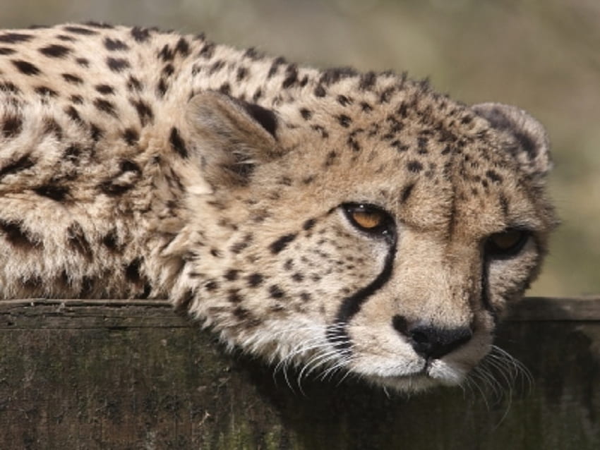 Cheetah, , wildlife, animals HD wallpaper