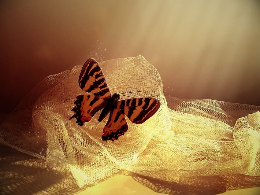 Tiger Butterfly, butterflies, butterfly, graphy HD wallpaper