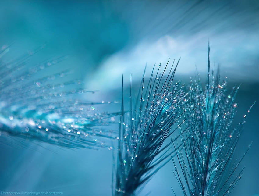 Blue and glitter, blue, feathers, abstract, glitter, spike, ears of wheat HD wallpaper
