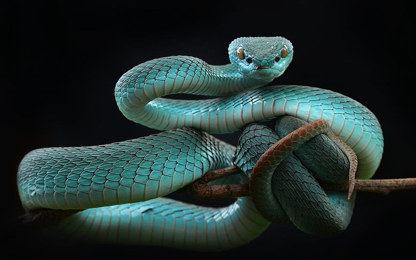 serpente blu, bellissimo serpente, Trimeresurus albolabris per con risoluzione. Alta qualità Sfondo HD