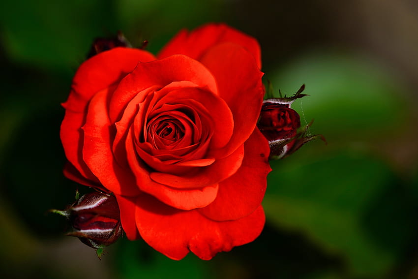 Red rose, Bud, Flower, Bokeh, Rose HD wallpaper | Pxfuel