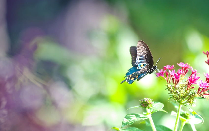 Красива синя пеперуда черно сърце емотикони HD тапет