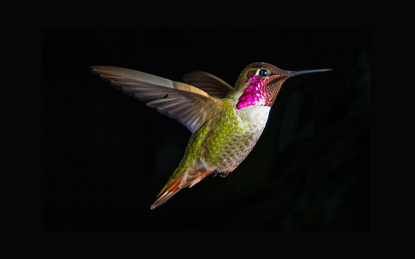 Tiere, Kolibris, Vogel, Flug, Welle, Sweep HD-Hintergrundbild