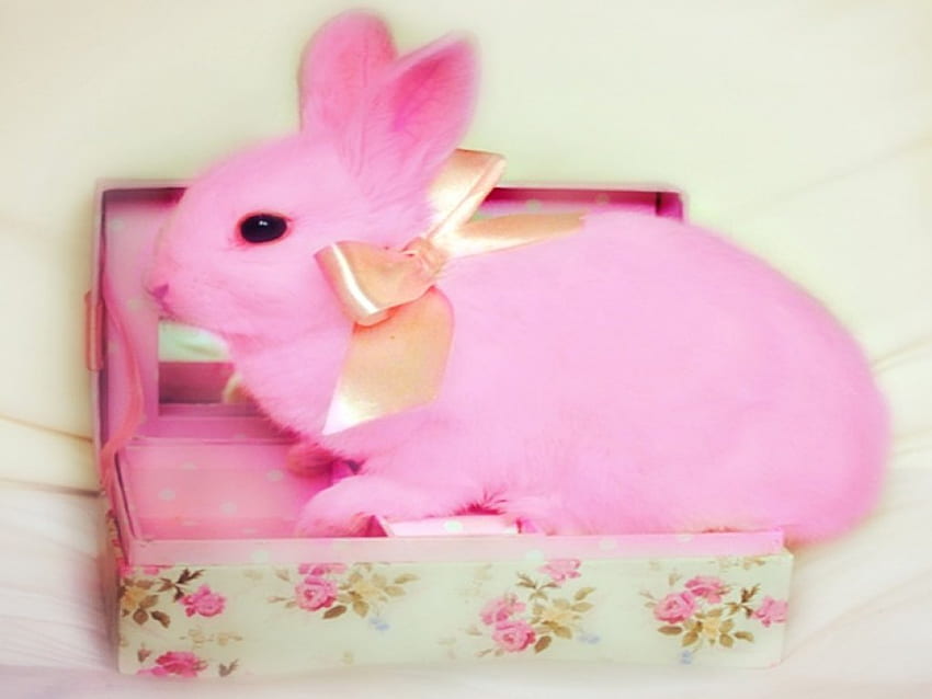 Das Geschenk: ROSA Hase, Haustier, süß, Schleife, Geschenk, Hase, rosa, süß HD-Hintergrundbild