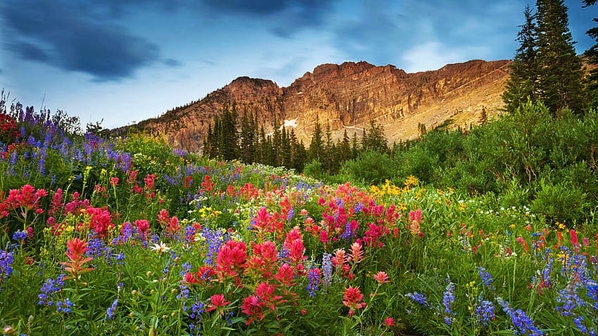 ユタ州北部のアルビオン盆地、野生の花、花、風景、雲、空、山、アメリカ 高画質の壁紙